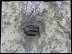 Small Eldredgeops Trilobite In Matrix - New York #40692-1